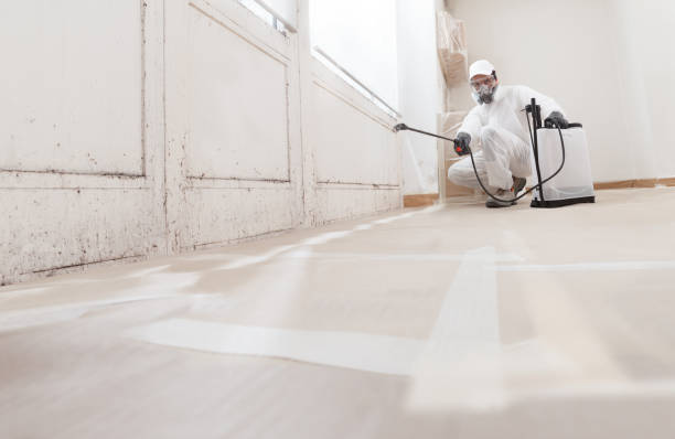 24/7 Emergency Black Mold Remediation experts in Gibbsboro, NJ